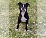 Small #3 Boxer