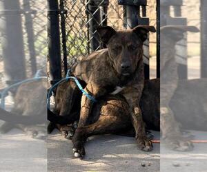 Mutt Dogs for adoption in Tulsa, OK, USA