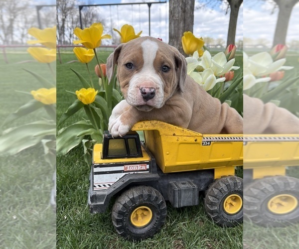Medium Photo #2 American Bulldog Puppy For Sale in MIDDLEBURY, IN, USA