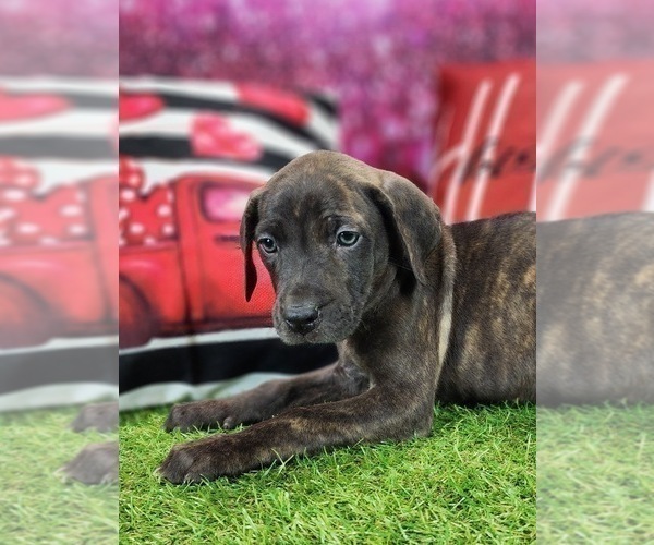 Medium Photo #12 Catahoula Leopard Dog Puppy For Sale in CUMBY, TX, USA