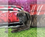 Small #11 Catahoula Leopard Dog
