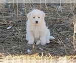 Small Photo #4 Great Pyrenees Puppy For Sale in TWIN FALLS, ID, USA