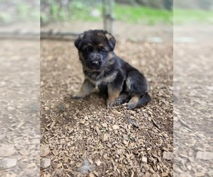 German Shepherd Dog Puppy for sale in WATERBURY, CT, USA