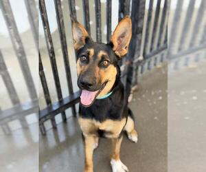 German Shepherd Dog Dogs for adoption in Santa Maria, CA, USA