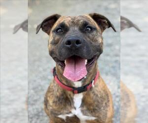 Mutt Dogs for adoption in Woodland, CA, USA