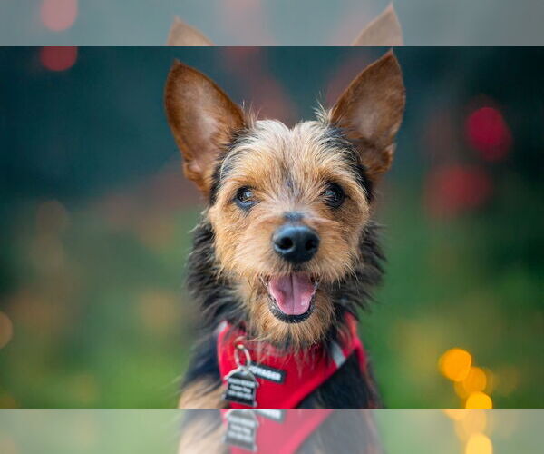 Medium Photo #15 Mutt Puppy For Sale in Mundelein, IL, USA