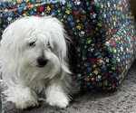 Small Photo #1 Coton de Tulear Puppy For Sale in TIMBER, OR, USA