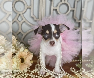 Chihuahua Puppy for sale in MORRIS CHAPEL, TN, USA