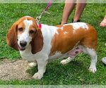 Small #1 Basset Hound Mix