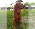 Small Photo #1 Golden Irish Puppy For Sale in BLAIN, PA, USA