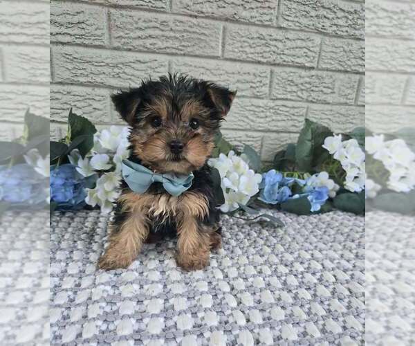 Medium Photo #2 Yorkshire Terrier Puppy For Sale in INDIANAPOLIS, IN, USA