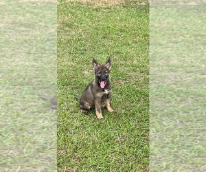 German Shepherd Dog Puppy for sale in ROWLAND, NC, USA