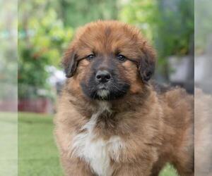 Bernese Mountain Dog-Unknown Mix Dogs for adoption in San Diego, CA, USA