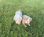 Puppy Big Boy English Bulldog