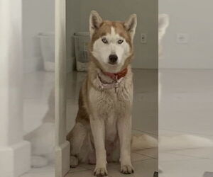 Coco - Female Siberian Husky-Unknown Mix Dog for Adoption - Photo #6
