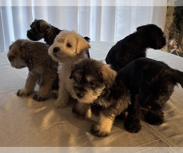 Medium Photo #7 Schnauzer (Miniature) Puppy For Sale in MURFREESBORO, TN, USA
