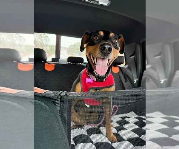 Medium Photo #3 Doberman Pinscher-Unknown Mix Puppy For Sale in Spring Lake, NC, USA