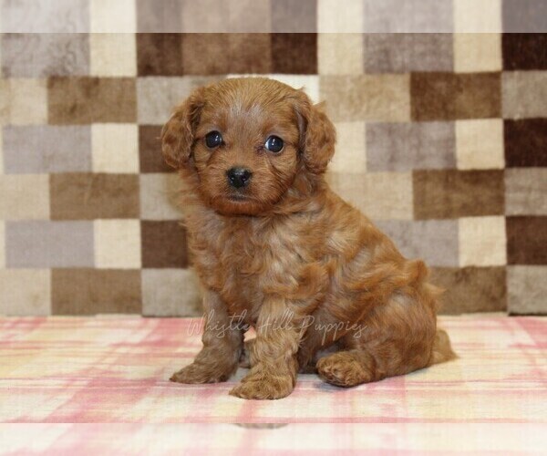 Medium Photo #5 Cavapoo (Miniature) Puppy For Sale in DENVER, PA, USA