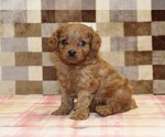 Small #4 Cavapoo (Miniature)