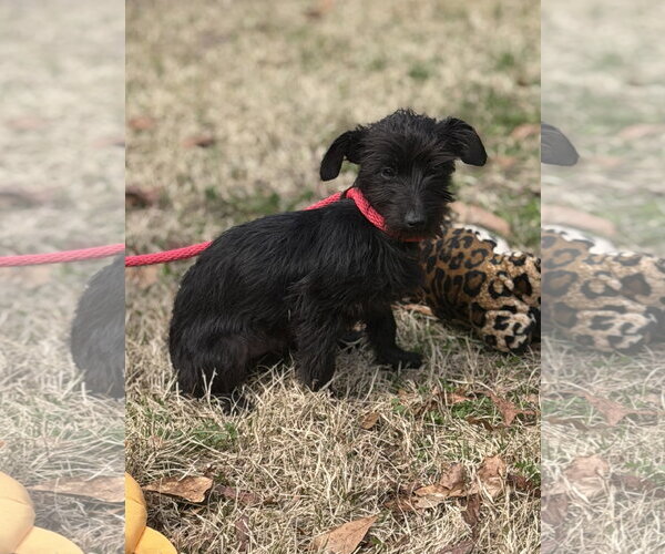 Medium Photo #2 Mutt Puppy For Sale in Yardley, PA, USA