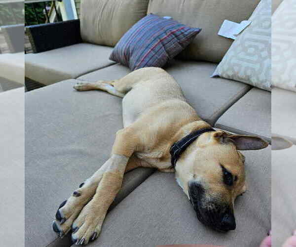 Medium Photo #11 Labrador Retriever-Unknown Mix Puppy For Sale in New York, NY, USA