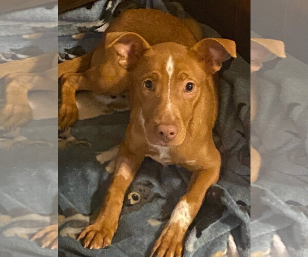 Medium Photo #5 Mutt Puppy For Sale in Holly Springs, NC, USA