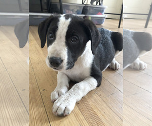 Orbit - Female Border Collie-Unknown Mix Dog for Adoption - Photo #15