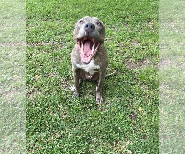 Medium Photo #15 Staffordshire Bull Terrier-Unknown Mix Puppy For Sale in Spring, TX, USA