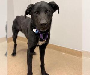 Labrador Retriever Dogs for adoption in Aurora, CO, USA