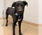 POE - Male Labrador Retriever Dog for Adoption - Small photo
