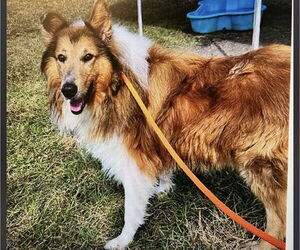 Border Collie Dogs for adoption in Valrico, FL, USA