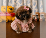 Small #5 Lhasa Apso