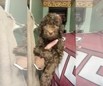 Small Photo #12 Golden Mountain Doodle  Puppy For Sale in REYNOLDSBURG, OH, USA