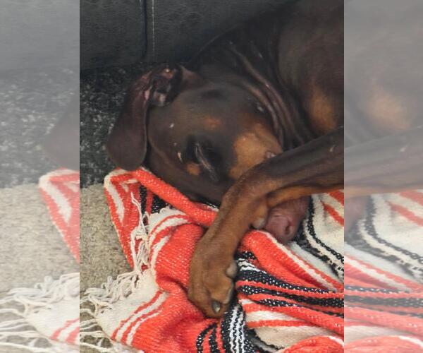 Medium Photo #4 Doberman Pinscher Puppy For Sale in Minneaoplis, MN, USA