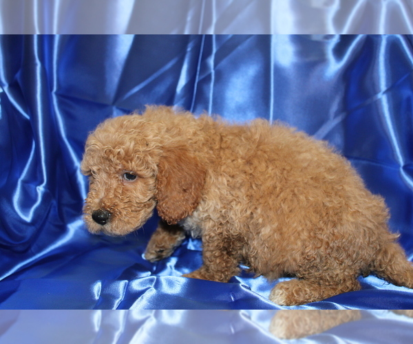 Medium Photo #5 Goldendoodle (Miniature) Puppy For Sale in BLOOMINGTON, IN, USA