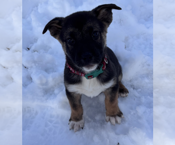 Medium Photo #2 Shepradors Puppy For Sale in Princeton, MN, USA