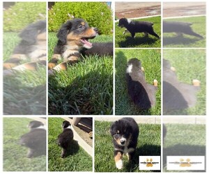 Medium Australian Shepherd
