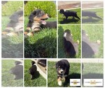 Puppy Puppy 4 Australian Shepherd