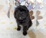 Image preview for Ad Listing. Nickname: Dolly