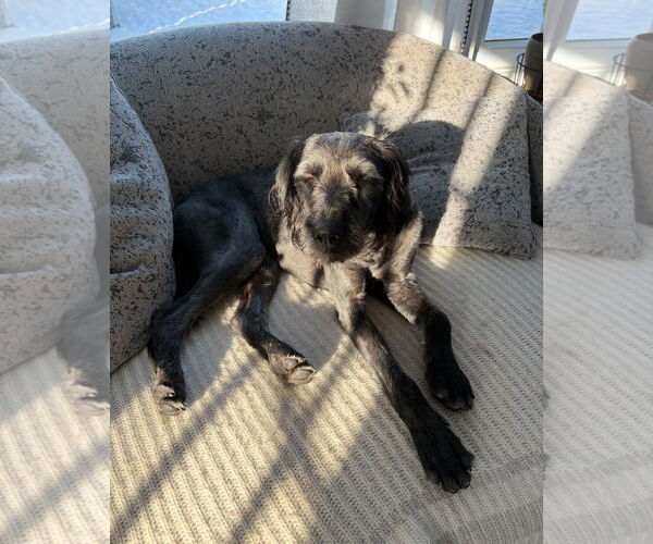 Medium Photo #6 Poodle (Standard)-Unknown Mix Puppy For Sale in Grafton, WI, USA