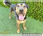 Small #1 American Pit Bull Terrier