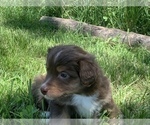 Small Photo #25 Miniature Australian Shepherd Puppy For Sale in BETHANY, IL, USA