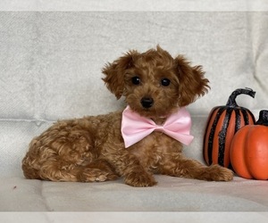 Poodle (Toy) Puppy for sale in LANCASTER, PA, USA