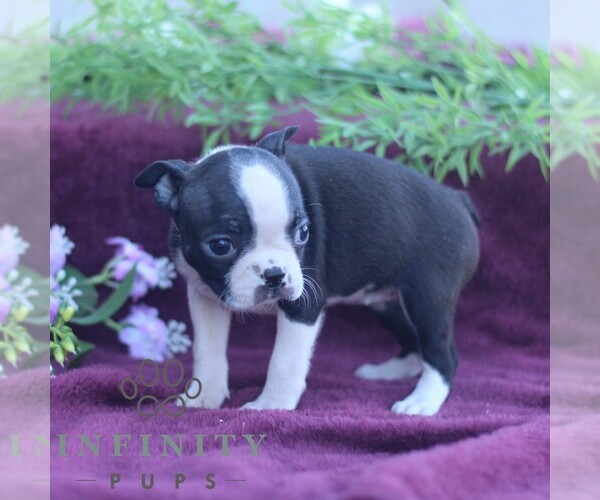 Medium Photo #2 Boston Terrier Puppy For Sale in PORT ROYAL, PA, USA