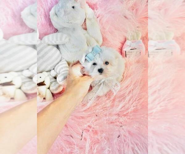 Medium Photo #8 Maltese Puppy For Sale in PALM BEACH, FL, USA