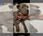 Puppy Pyper Cane Corso
