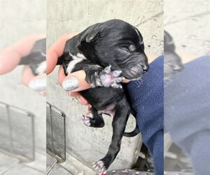 Mutt Dogs for adoption in San Bernardino, CA, USA