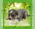 Small Photo #9 Bernedoodle (Miniature) Puppy For Sale in BLACK FOREST, CO, USA
