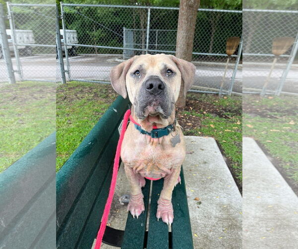 Medium Photo #11 Mutt Puppy For Sale in Virginia Beach, VA, USA