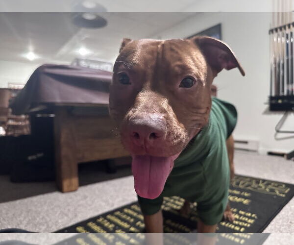 Medium Photo #9 American Pit Bull Terrier-Staffordshire Bull Terrier Mix Puppy For Sale in Shermans Dale, PA, USA